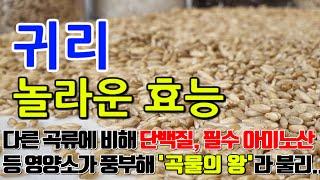 귀리의 놀라운 효능 8가지 & 부작용 / " 건강한 식습관의 시작, 귀리의 힘"