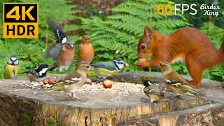 Cat TV for Cats to Watch ️ Eye-catching Birds and Red Squirrels  Nature Fun 4K HDR 60FPS