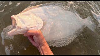 HUGE SHOREMAT Fluke (Summer Flounder) from the Surf!!!