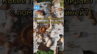 УЗНАЙ НОВОЕ (часть-1) #shorts #развитие #опрос #видеодляглухих #узнайновое #грибы