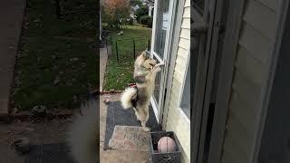 Smart Husky Foiled by Self Closing Door || ViralHog