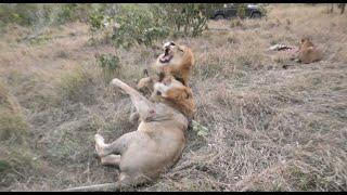 Vicious lion fight