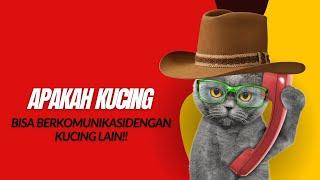 Benarkah Kucing Bisa Berkomunikasi Dengan Kucing Lain? l Wajib Tahu Sob!!!