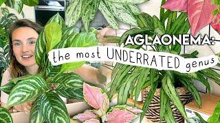 this will make you buy more plants... AGLAONEMA Collection Tour, Unboxing + Tips 