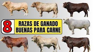 8 de las mejores razas de ganado bovino para la producción de carne a nivel mundial