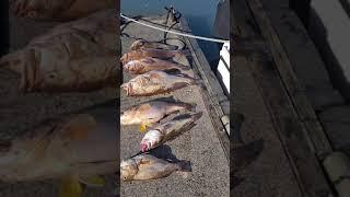 MZ Fishing Charters - Durban 8 HOUR DEEP SEA TRIP