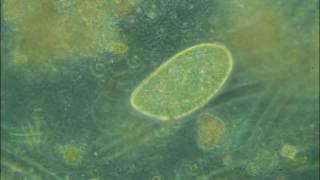 Paramecium Zeiss Primostar 400x phase contrast