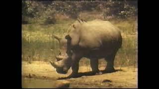 Valley of Rhino (full documentary)