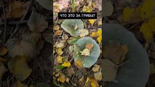 Что это за грибы? #грибы #грибалка #природа