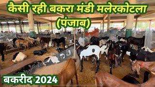 बकरा मंडी मलेरकोटला की असल सचाई || बकरीद 2024 ||#bakre #eid #bakraeid2024