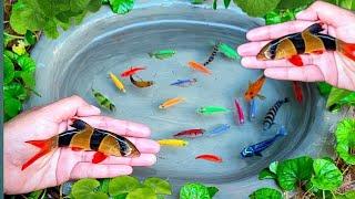 Unboxing !! Ornamental Fish, Goldfish, Glofish Tetra, Lobster & Koifish 3