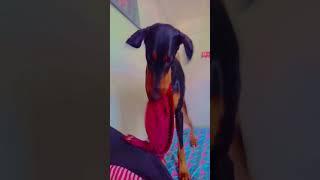 doberman #doglover subscribe plz  ️