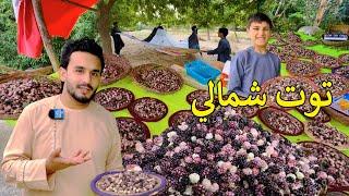 Afghan Mulberry | Parwan - Shamali 2024 | د پروان توت