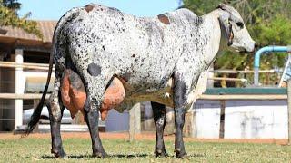  VACAS LECHERAS   CRUCES BOVINOS Para El Trópico Medio / Crea Tu NEGOCIO Ganadero