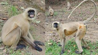 Animal behaviour Monkey & Langur video.  Hanuman Ji