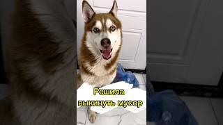 ПОДПИСЫВАЙСЯ, в профиле жизнь с хаски!️ #собакаулыбака #хаскивидео #собака #собаки #юмор #питомцы