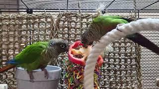 7 hours of conure parakeet sounds for relaxation