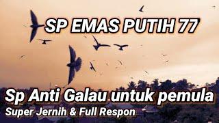 SP EMAS PUTIH 77.  sp anti galau untuk pemula