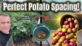 Seed Potato Spacing Myth Busted – Do THIS Instead!