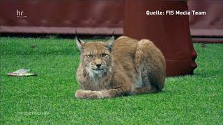 Luchs vor Schule in Oberursel | hessenschau