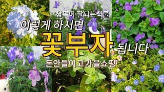 돈안들이고 꽃부자되기 /스티로폼에 삽목성공 /가을쇼핑은 삽목으로 /장마철삽목결과