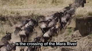 The Great Migration - Serengeti