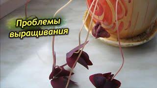 Кислица (оксалис) – проблемы выращивания. Болезни и вредители растения.