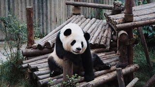 Panda Pictures Capture 