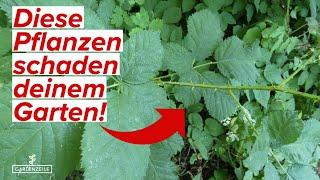 5 Pflanzen, die deinem Garten schaden - und wie du sie wieder loswirst