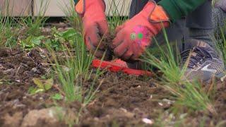 Volunteers help with 'Palmer Plant Out'