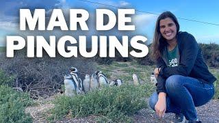 CONHEÇA PUNTA TOMBO | A MAIOR COLÔNIA DE PINGUINS NA ARGENTINA | Paz, Amor e Viagem | Motorhome