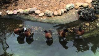 ZSL London Zoo - Take a walk on the wild-bird side