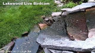 Lakewood Live Bird Fountain Cam
