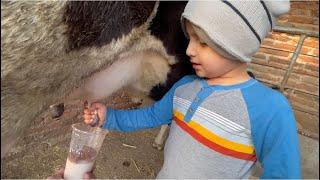 En el rancho la vida es más bonita ,Arley aprendiendo a ordeñar