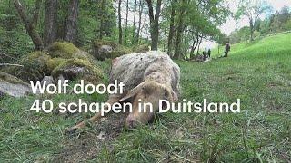 Wolf jaagt 40 Duitse schapen de dood in  - RTL NIEUWS