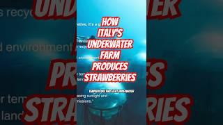 How Italy's Underwater Farm Produces Strawberries? #news #future #innovation #technology #farming