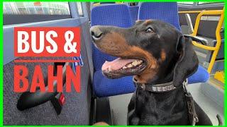 Bus and train with Dobermann dog