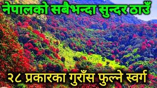 नेपालमै भेटियो स्वर्ग | गुराँसको राजधानी भनिने तिनजुरे मिल्के जलजले | २८ प्रकारका गुराँस फुल्ने ठाउँ