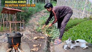 Pasang atap pondok kebun, tanam pisang, bongkar ubi rambat, hidup di hutan berkebun & ternak CHr-99