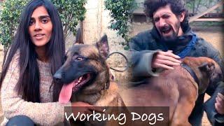 Delhi ~ Belgian Malinois Training | India’s Best Dog Training | Working Dogs Training 