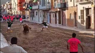 Salída del segundo toro cerril en rafelbuñol el 17 de agosto del 2024