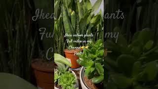 Ikea indoor plants | huge variety | i love plants | come shop with me in ikea for plants# 