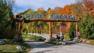 Parc Omega visit in fall season Quebec Canada