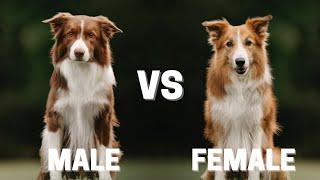 Male Vs Female Border Collie : 10 Differences Between Them