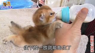 独苗奶猫看到奶瓶冲上产房，摇耳朵翘尾巴，主人难道养了架小飞机