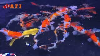 Japanese koi  Fish Buy Online Aquarium Fish India