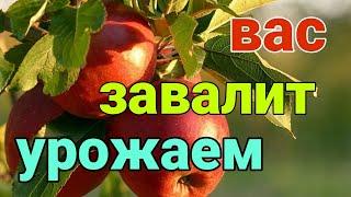 Чем подкормить яблоню, грушу, смородину и кусты вишни. Удобрение для плодово - ягодных культур