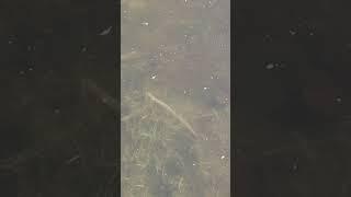 У нас в заливе Чудо-чудное живёт! Змей!