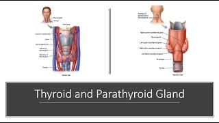 Thyroid and Parathyroid