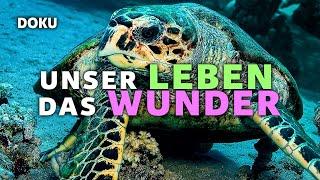 Unser Leben das Wunder (Dokumentation auf Deutsch in voller Länge, ganze Tierdokus auf Deutsch)